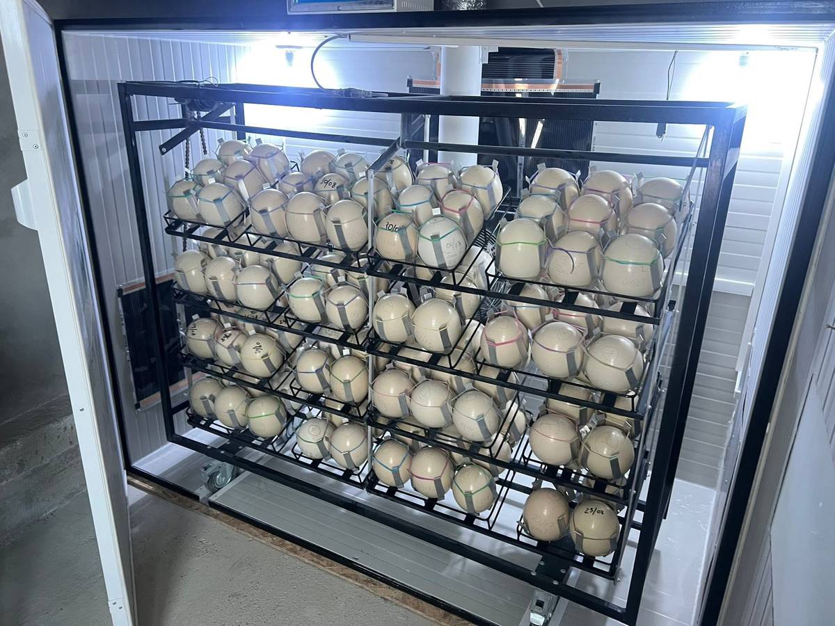 Incubator Automat Ouă Struț S-120 - imaginea 2