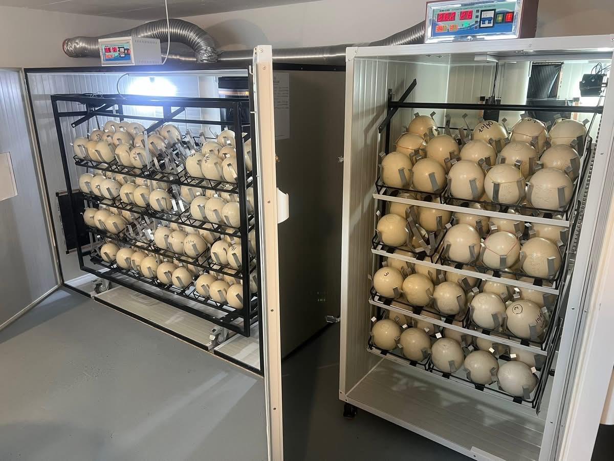 Incubator Ouă Struț S-60 - imaginea 1