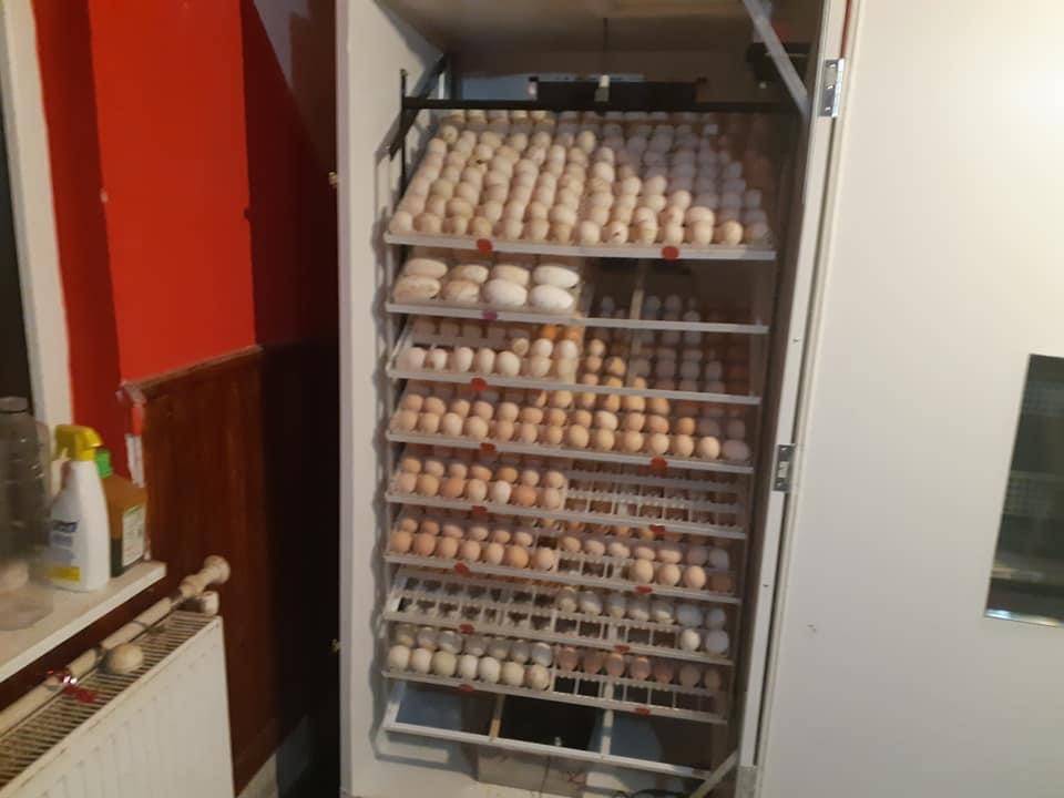 Incubator oua IP-9 - imaginea 5
