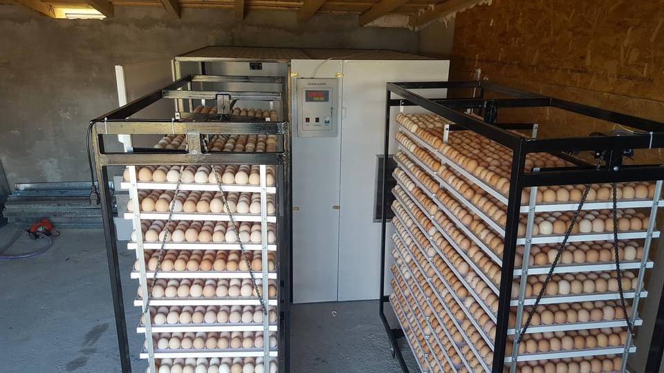 Incubator Industrial IP-2T12E - imaginea 4